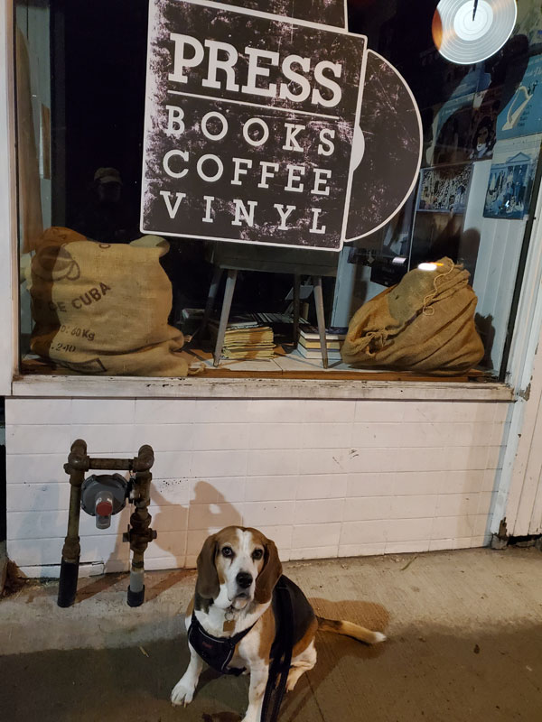 Jake the beagle-basset in front of Press books.coffee.vinyl on the Danforth
