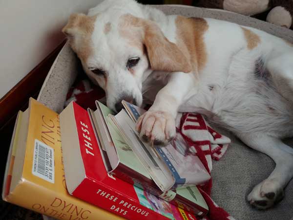Abby the beagle poses with Mary's books