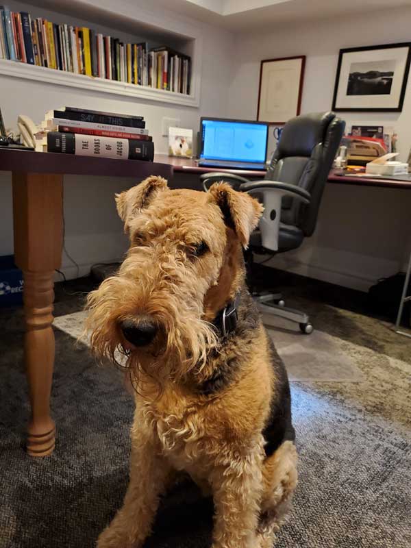 Tilly the Airedale in my office, with my computer and lots of books nearby