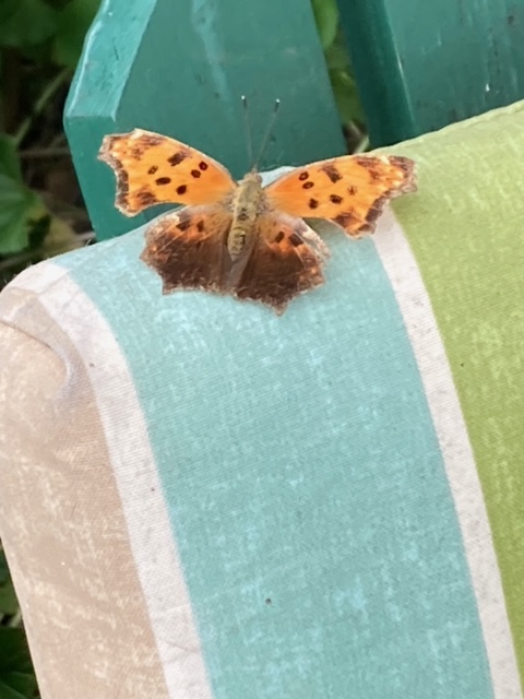 Eastern Comma butterfly sitting on the back of a chair