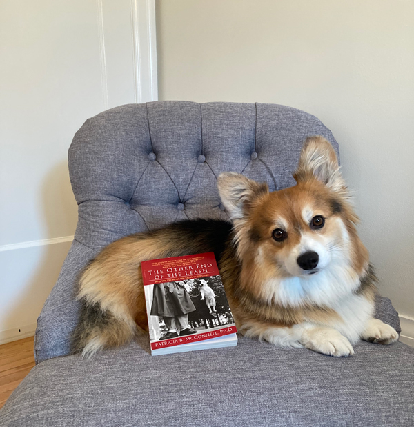 Silent book club member Emily's lovely corgi Delta, sitting in a chair with the book The Other End of the Leash by Patricia McConnell