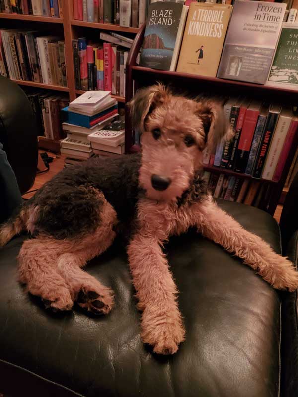 Mavis the Airedale puppy sits on a black leather ottoman, surrounded by books