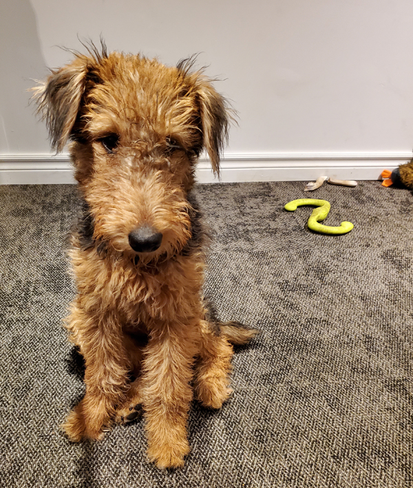 An adorably scruffy Airedale puppy sits on a gray carpet, gazing with some puppy defiance at the camera - dog toys are in the background