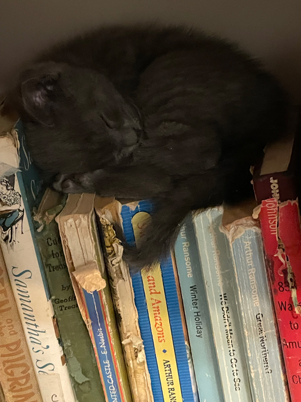 An adorably scruffy kitten curls up atop a shelf of lovingly dog-eared (see what I did there?) books - picture provided by silent book club member Lyla