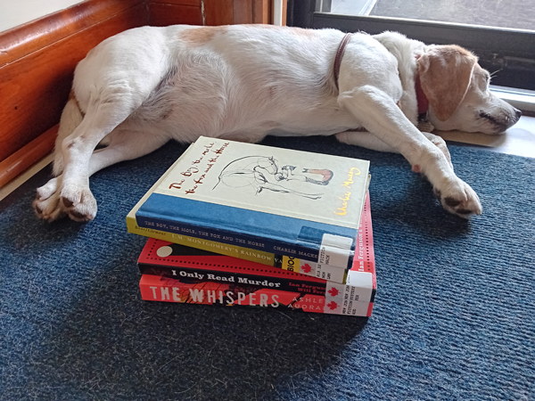 Silent book club member Mary's beagle Abby guards Mary's stack of books, including The Boy, the Mole, the Fox and the Horse by Charlie Mackesy