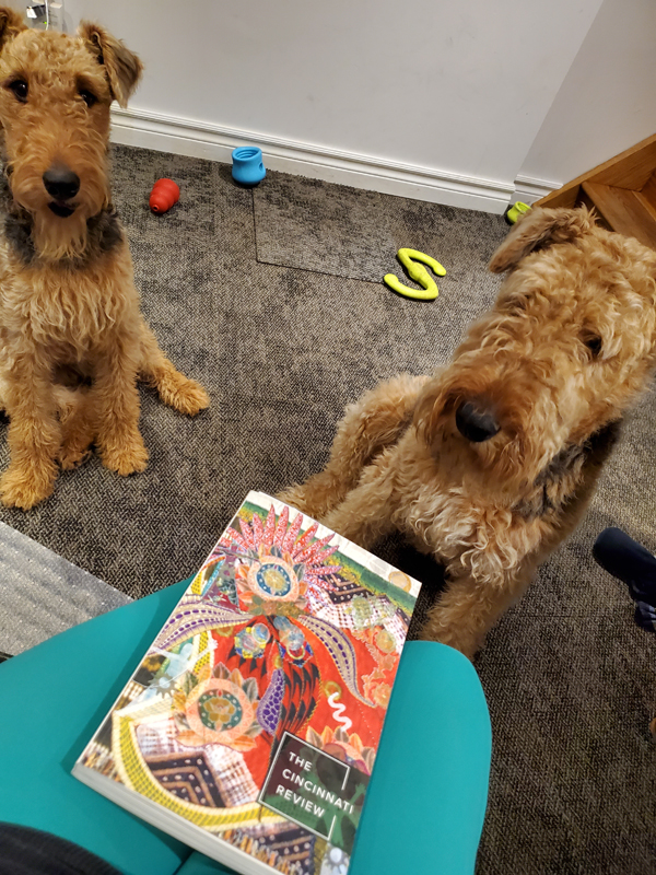 Literary journal Cincinnati Review, with colourful cover, sits in my lap as Airedales Mavis and Tilly look on