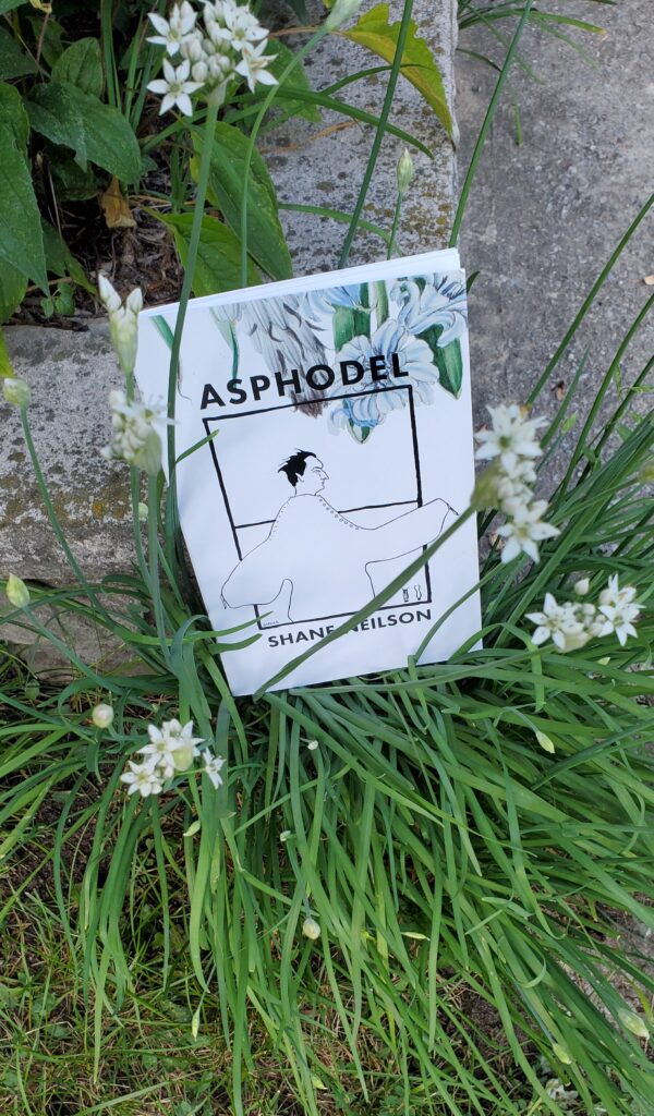 Poetry chapbook Asphodel by Shane Neilson (Anstruther Press) sits in the middle of a green plant with small white flowers